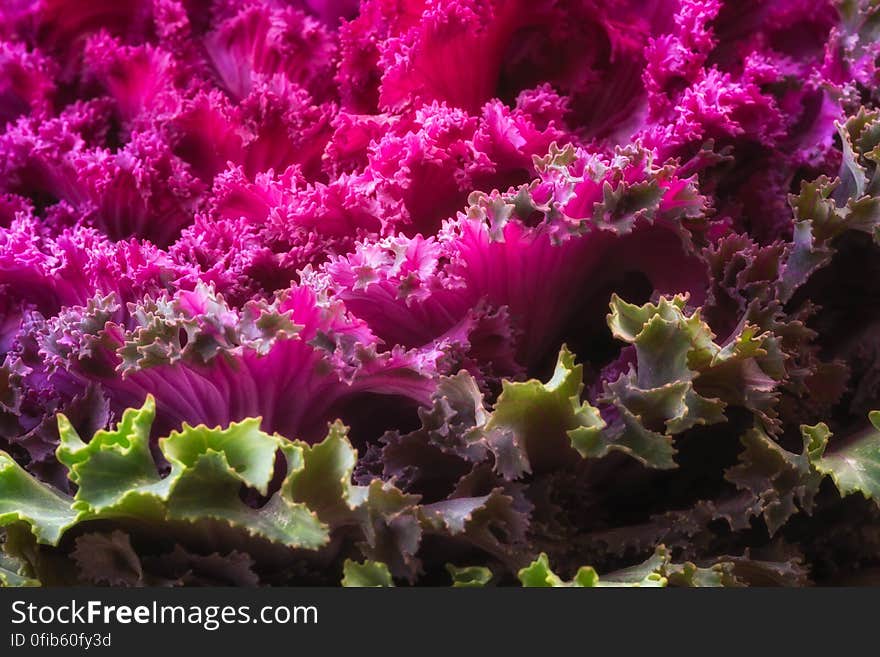 Ornamental Kale