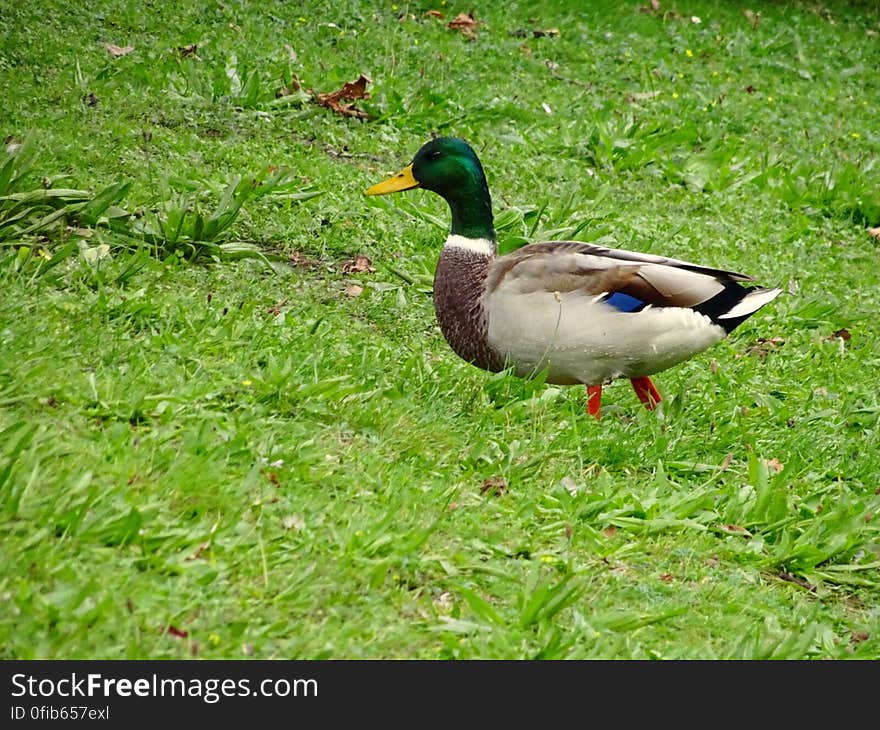 A copyright free photo of a walking duck. I made the photo with my Sony camera. If you like to use the photo, feel free to give credits to my personal portfolio site &#x28;stockypics.com/free-stock-photo-duck-in-grass/&#x29;, any credits are greatly appreciated. This photo was made in a park in the Netherlands, where lots of Siberian ducks tend to stop by to refuel &#x28; eat ;&#x29; &#x29; for their long journey towards warmer climates.