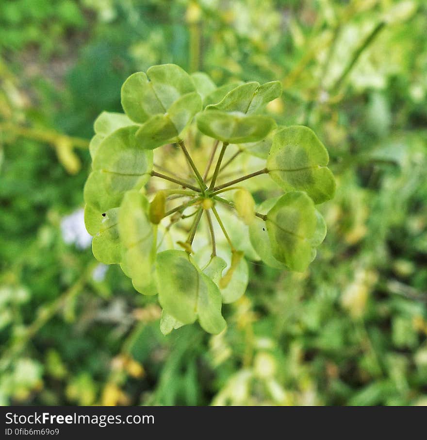 Small seed pods on from the top of a very long stem. Small seed pods on from the top of a very long stem