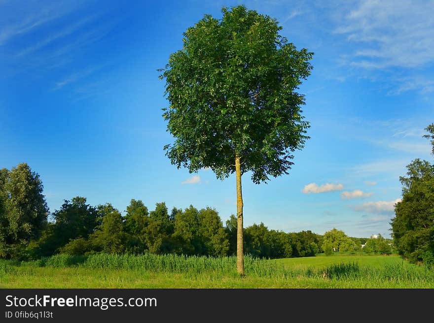 PUBLIC DOMAIN DEDICATION digionbew 10 june july 27-06-16 Lonely tree LOW RES DSC03303