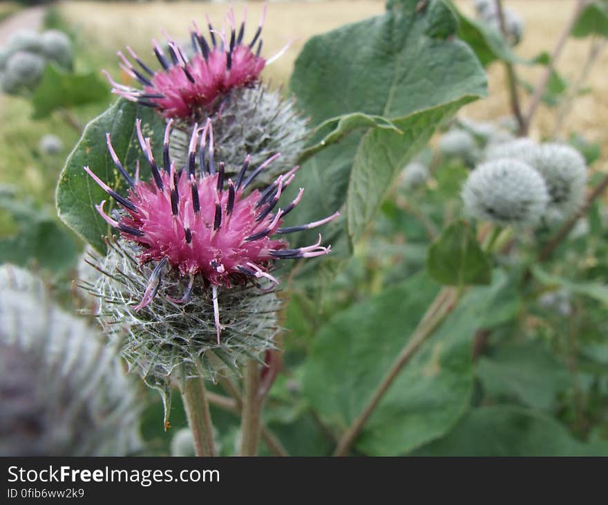 thistle