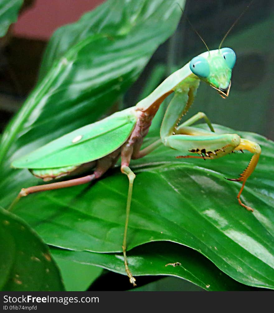 praying mantis