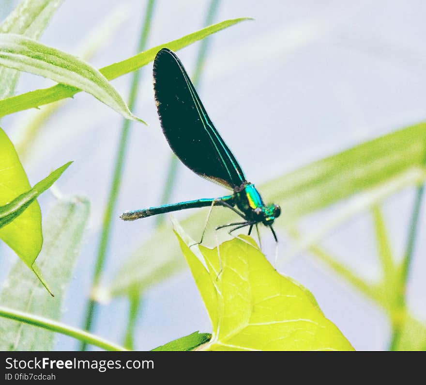 Damsel fly