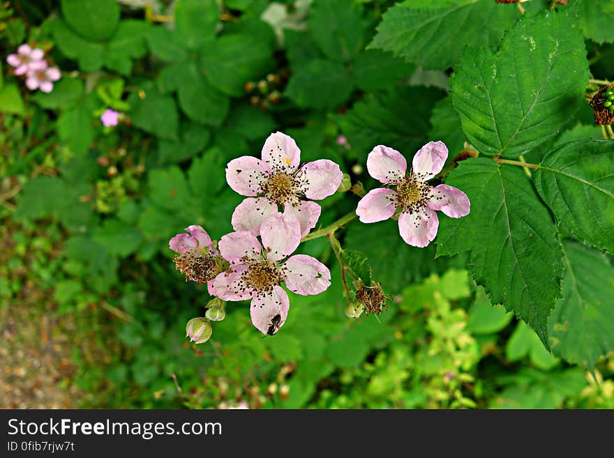 PUBLIC DOMAIN DEDICATION - Pixabay - digionbew 11. 04-07-16 Flowers with insect LOW RES DSC04300