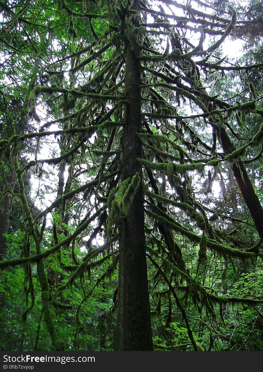 Plant, Sky, Natural landscape, Larch, Terrestrial plant, Trunk