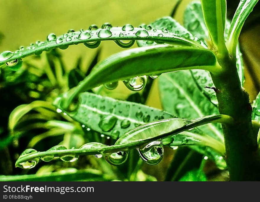 Beautiful, Green, Nature, Water