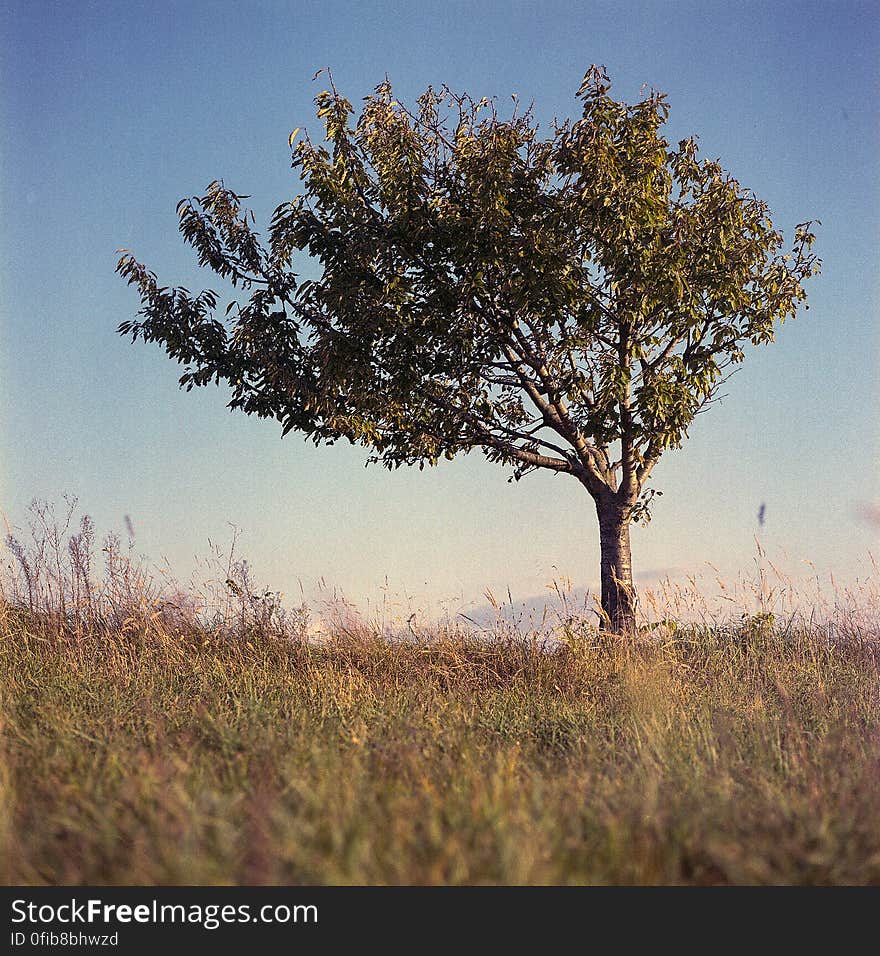 Hasselblad 500C/M Carl Zeiss Planar 80mm f/2.8 Kodak Portra 400NC expired in 2005 shot at ISO 200. Hasselblad 500C/M Carl Zeiss Planar 80mm f/2.8 Kodak Portra 400NC expired in 2005 shot at ISO 200