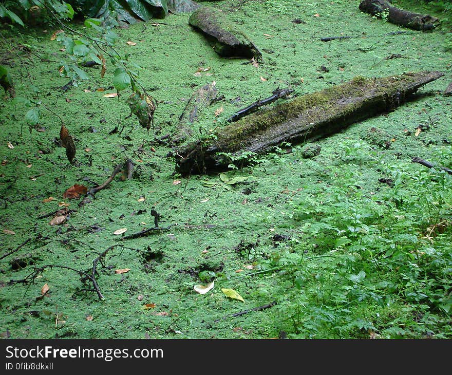 Leaf, Plant, Natural landscape, Terrestrial plant, Vegetation, Grass