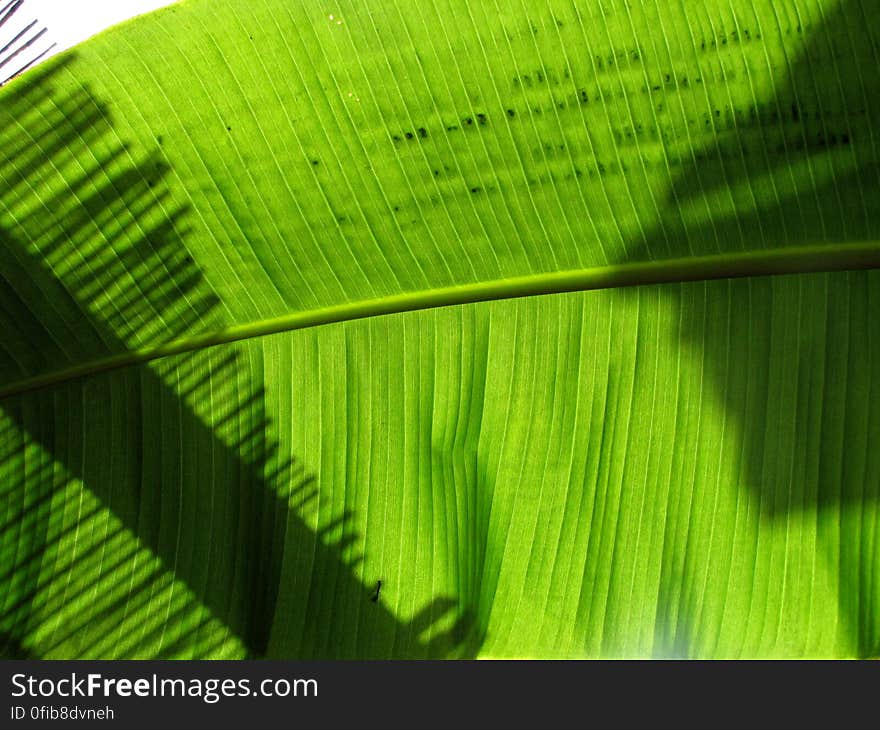 Green, Natural environment, Botany, Terrestrial plant, Organism, Banana leaf