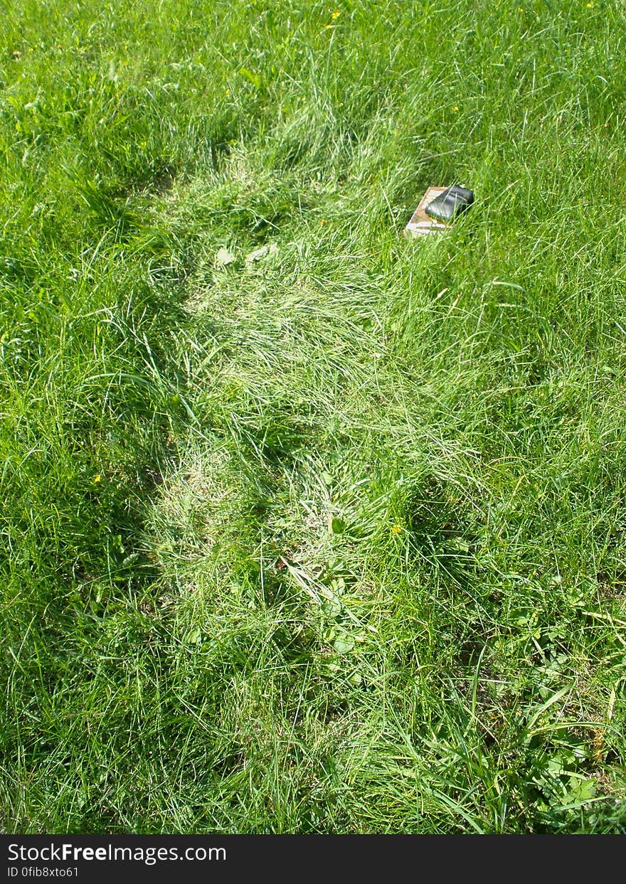 I layed in the grass for a couple of hours reading, taking pictures and observing the nature around me. Can you tell? Taken in my grandma&#x27;s garden. I layed in the grass for a couple of hours reading, taking pictures and observing the nature around me. Can you tell? Taken in my grandma&#x27;s garden.