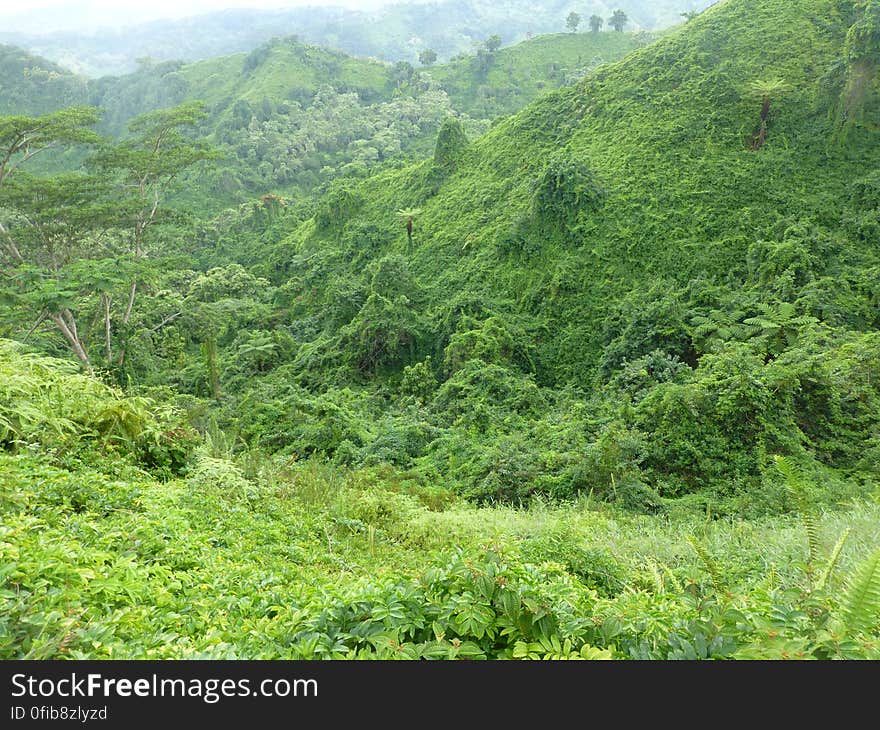 Plant, Mountain, Green, Terrestrial plant, Natural landscape, Land lot