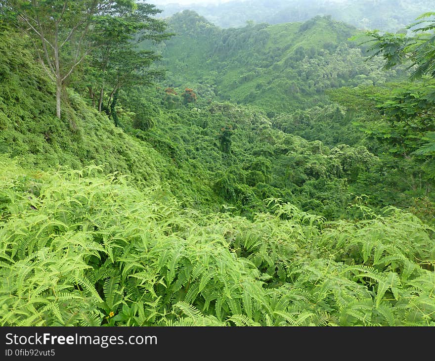 Plant, Plant community, Ecoregion, Mountain, Green, Natural landscape