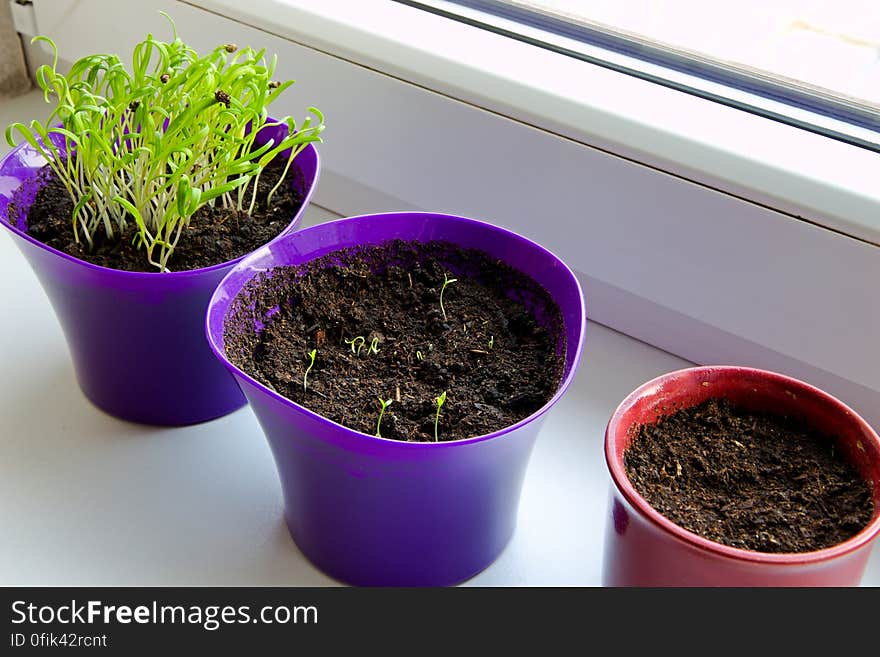 Spinach is grown in pots in the window, spinach seedlings in a colorful pot. Spinach is grown in pots in the window, spinach seedlings in a colorful pot