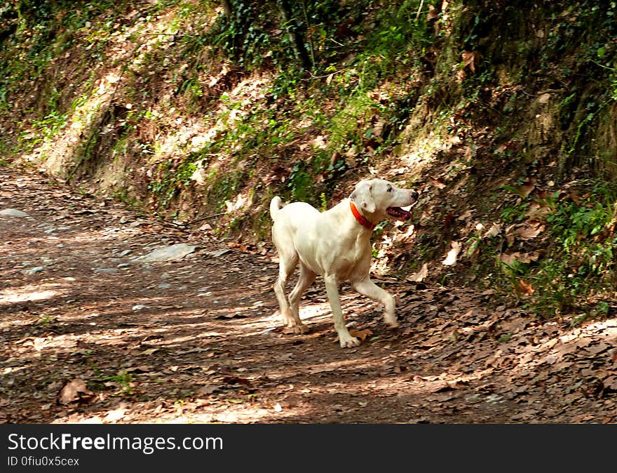 Went to my favorite mountain for an autumn hike today. The Montseny is such a magical place.Met a couple of local doggies who shared the trip with us!. Went to my favorite mountain for an autumn hike today. The Montseny is such a magical place.Met a couple of local doggies who shared the trip with us!