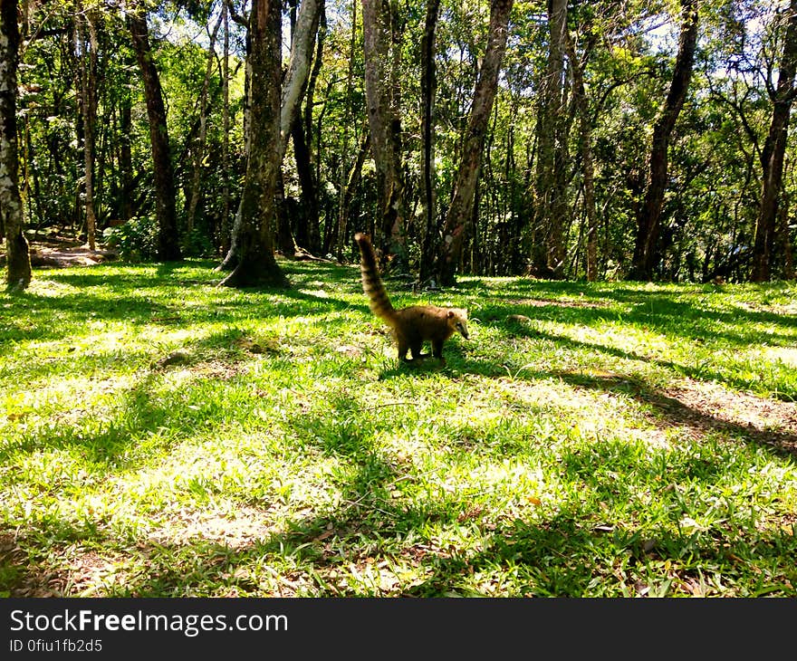 O quati é um mamífero muito comum em terras gaúchas. Atualmente ele é o mascote-simbolo do Parque da Ferradura, em Canela, RS. O quati é um mamífero muito comum em terras gaúchas. Atualmente ele é o mascote-simbolo do Parque da Ferradura, em Canela, RS.