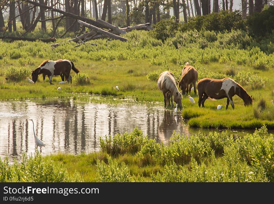 Chincoteague, VA, USA. Chincoteague, VA, USA