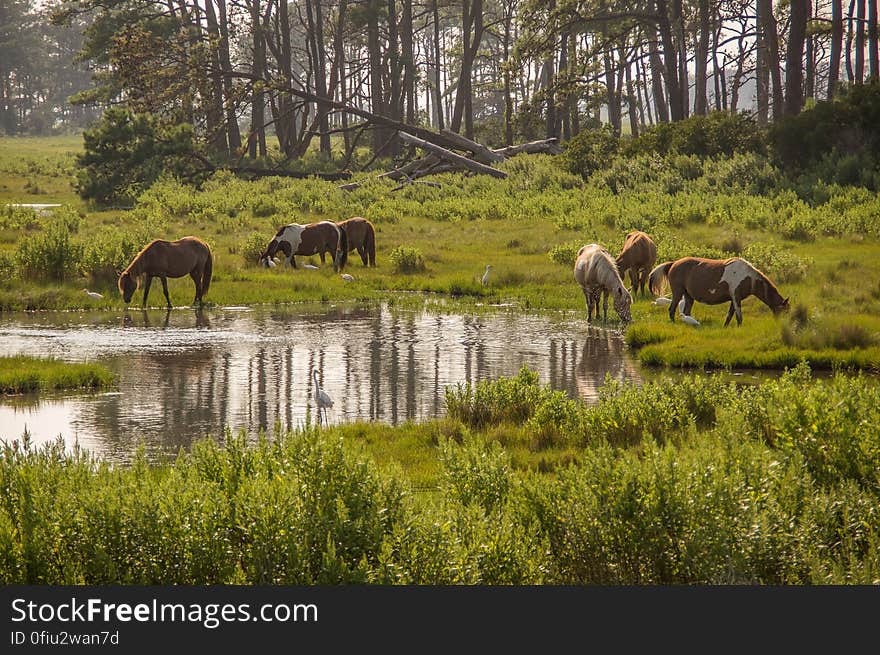 Chincoteague, VA, USA. Chincoteague, VA, USA