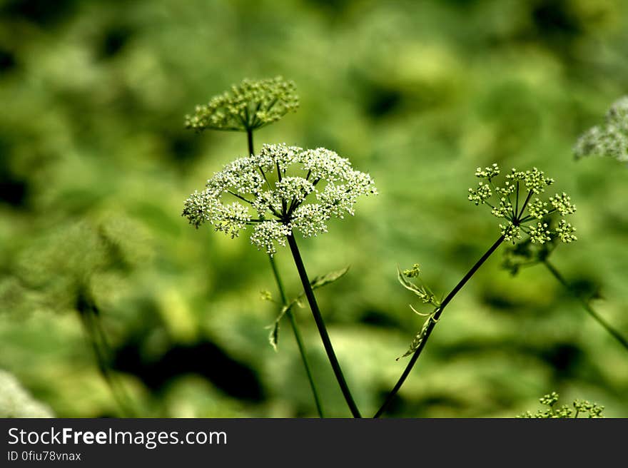 greens amidst the greens....yet standing out!!