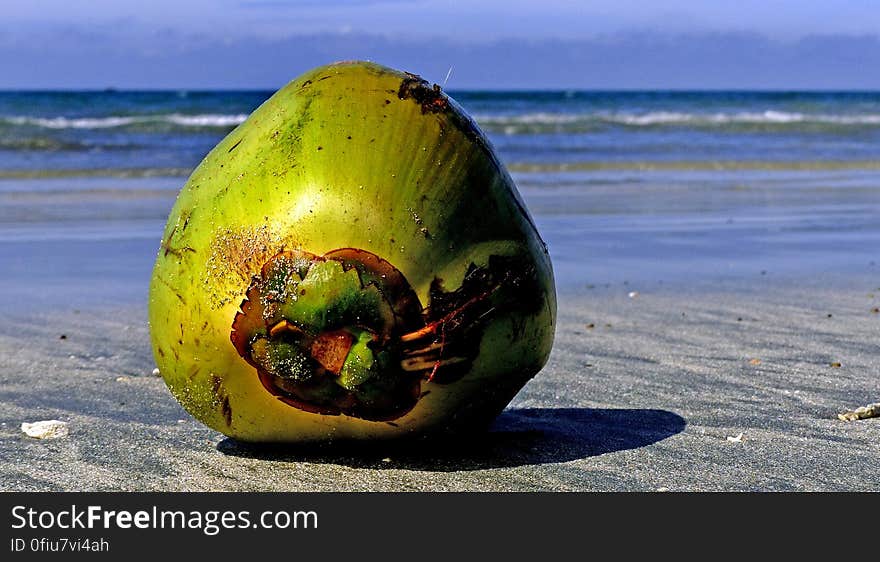 Ocean currents can carry living organisms, such as this germinating coconut seed, to keys and coral islands. Plants such as hardy coconuts and animals such as reptiles can survive long journeys without water or nutrients. Ocean currents can carry living organisms, such as this germinating coconut seed, to keys and coral islands. Plants such as hardy coconuts and animals such as reptiles can survive long journeys without water or nutrients.