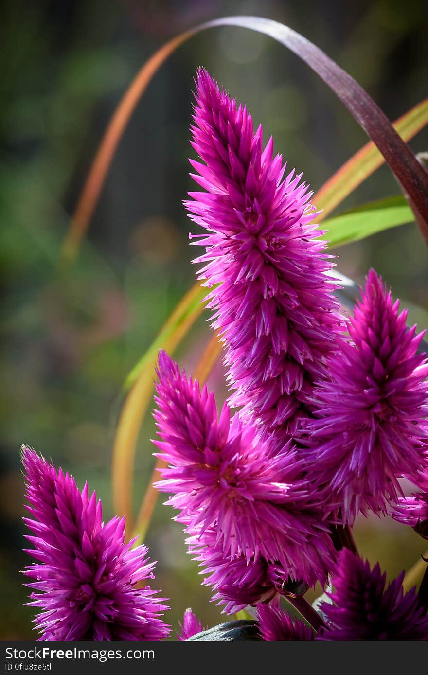 Celosia spicata