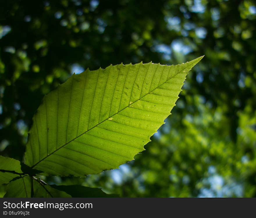 I love looking up at leaves.