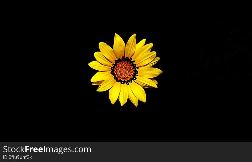 yellow and black flower