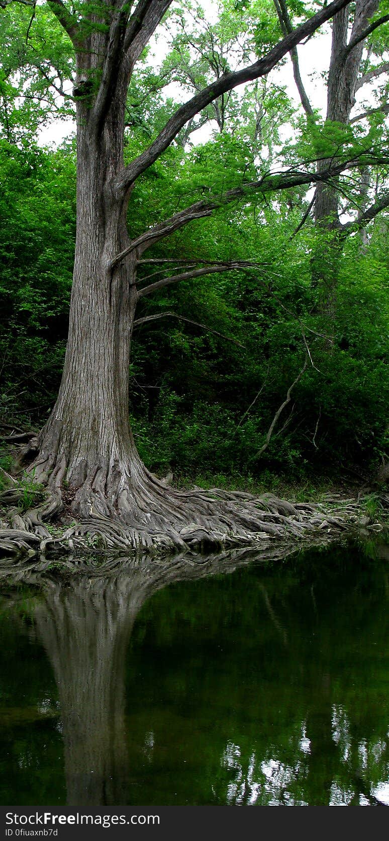 Another cool tree right on the banks with huge roots. Another cool tree right on the banks with huge roots.