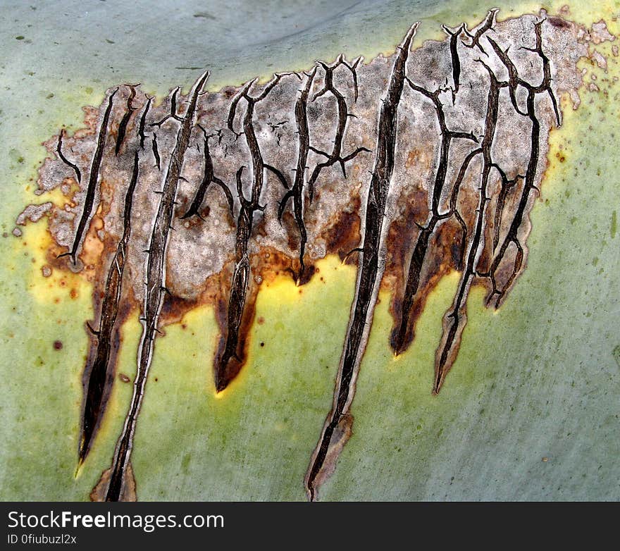 damaged agave leaf 1