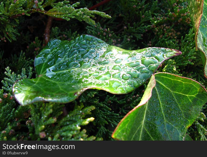 leaf with water drops 1