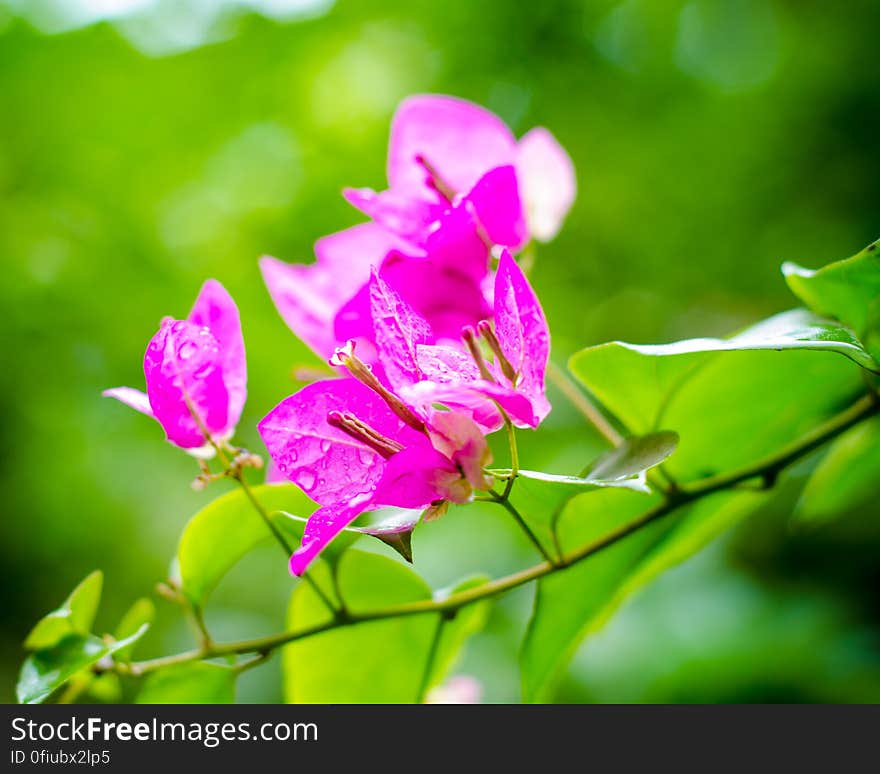 by any other name &#x28;such as Baiganvilla - thx Kashif&#x29; would bokeh as sweet Secunderabad, Aug 2015. by any other name &#x28;such as Baiganvilla - thx Kashif&#x29; would bokeh as sweet Secunderabad, Aug 2015