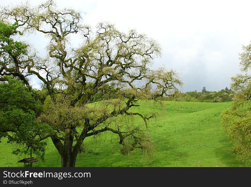 tree and meadow