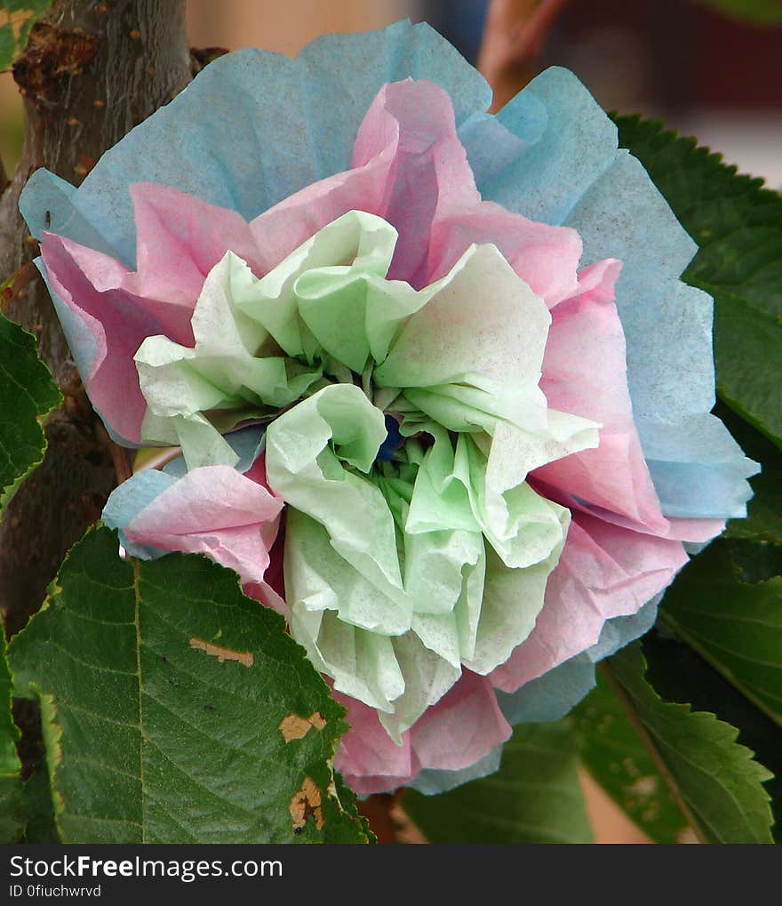 tissue-paper flower 1