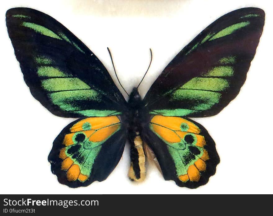 green and yellow butterfly