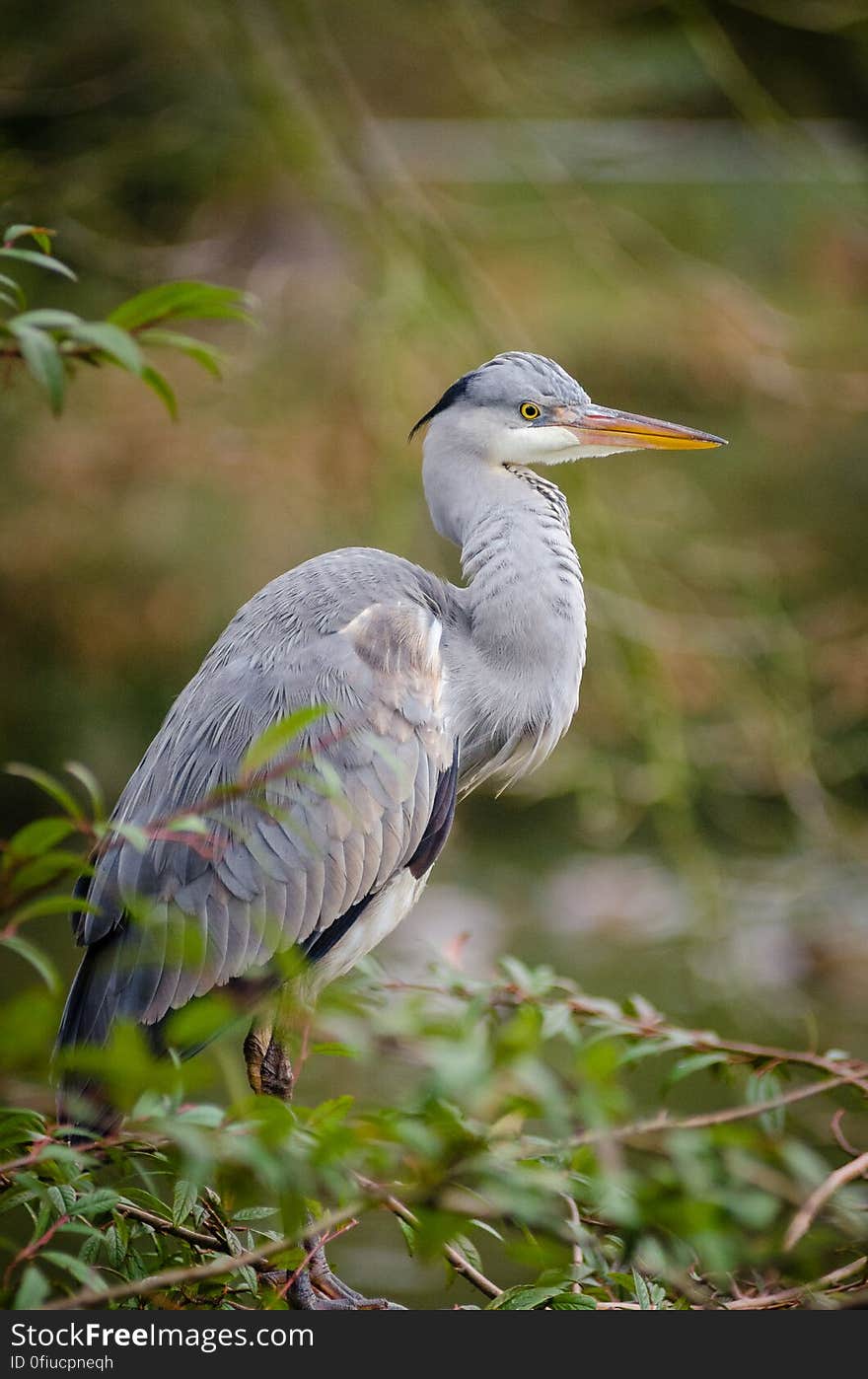 Grey heron