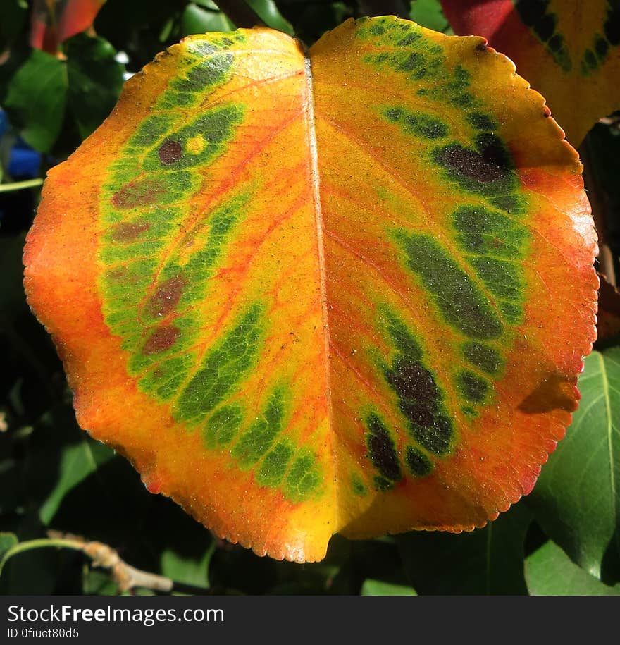 colorful leaf 5