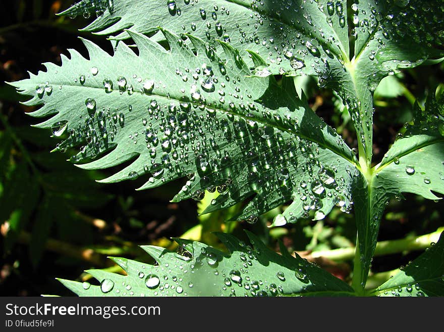 leaf with water drops 3