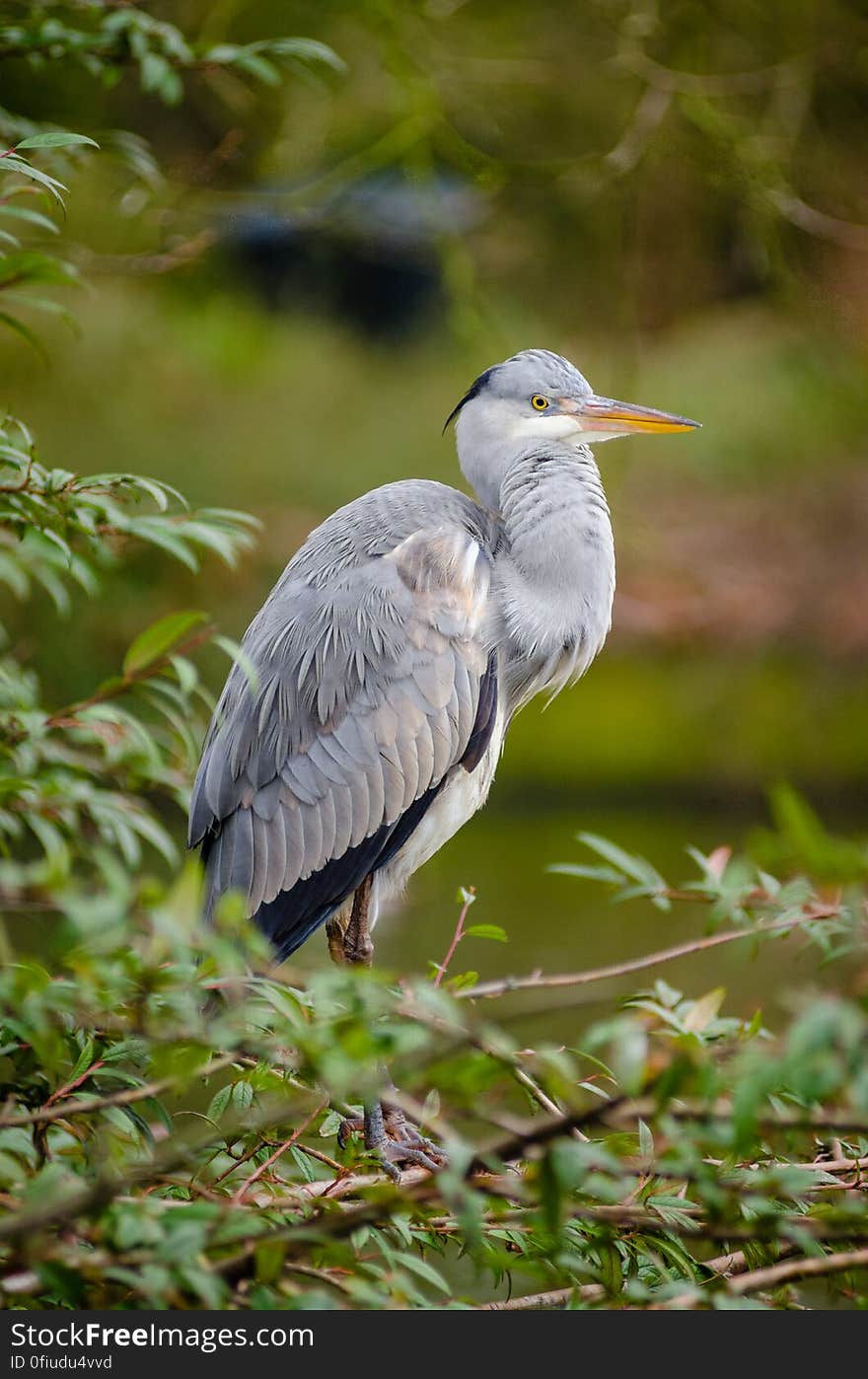 They are a pest at this zoo, but they are still beautiful birds!. They are a pest at this zoo, but they are still beautiful birds!