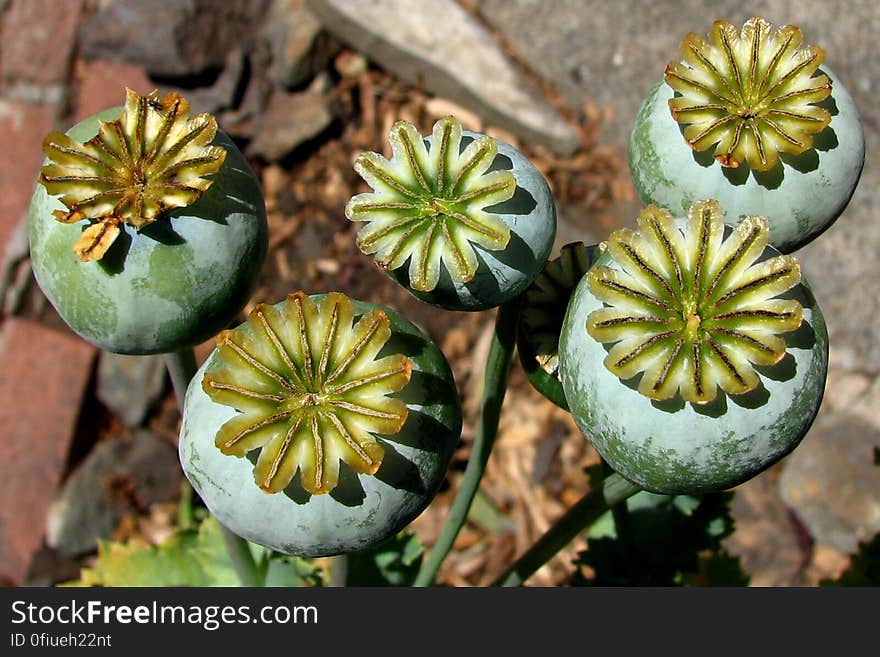 poppy seedpods