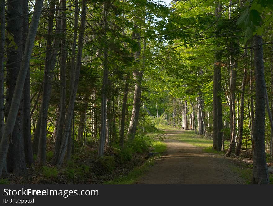 The path at Owl Head in Maine. The path at Owl Head in Maine.