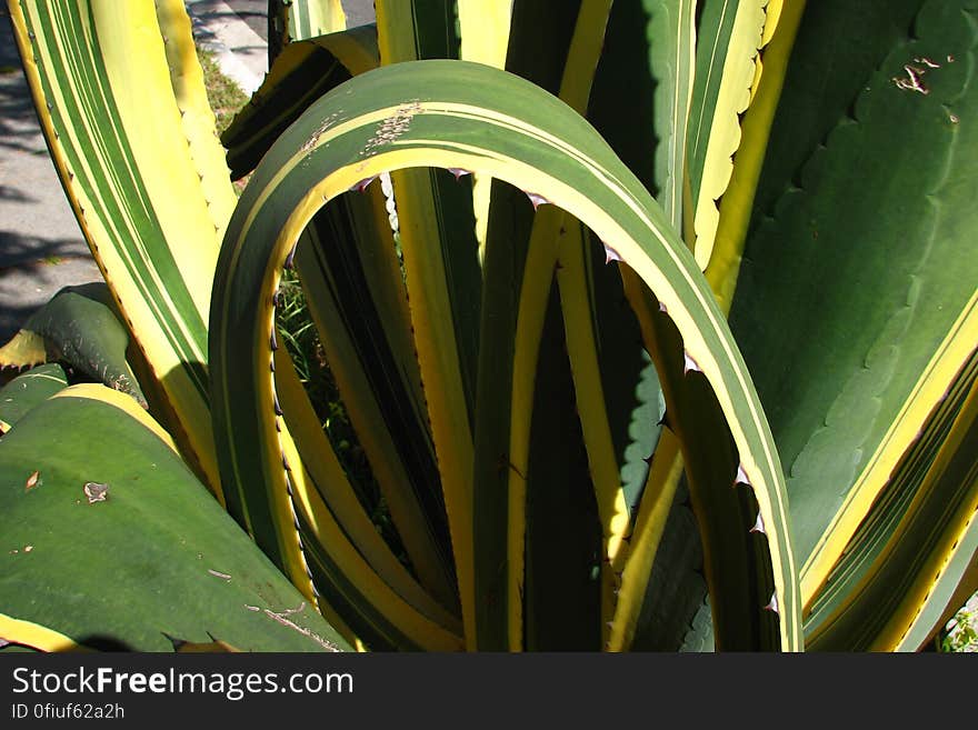 curving agavoid leaf