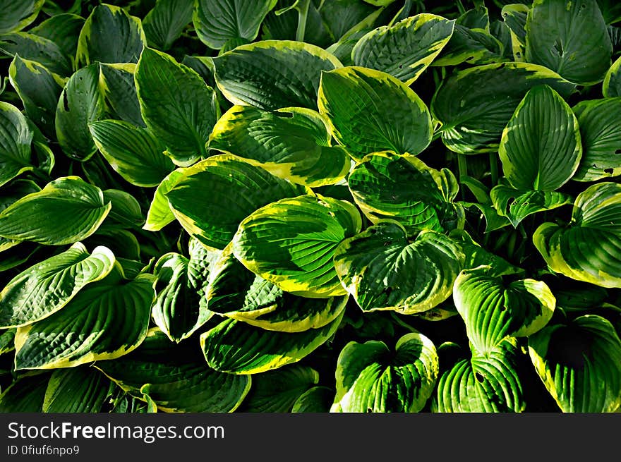 PUBLIC DOMAIN DEDICATION - digionbew 9. june 22-06-16 Hosta Leaves LOW RES DSC_0054