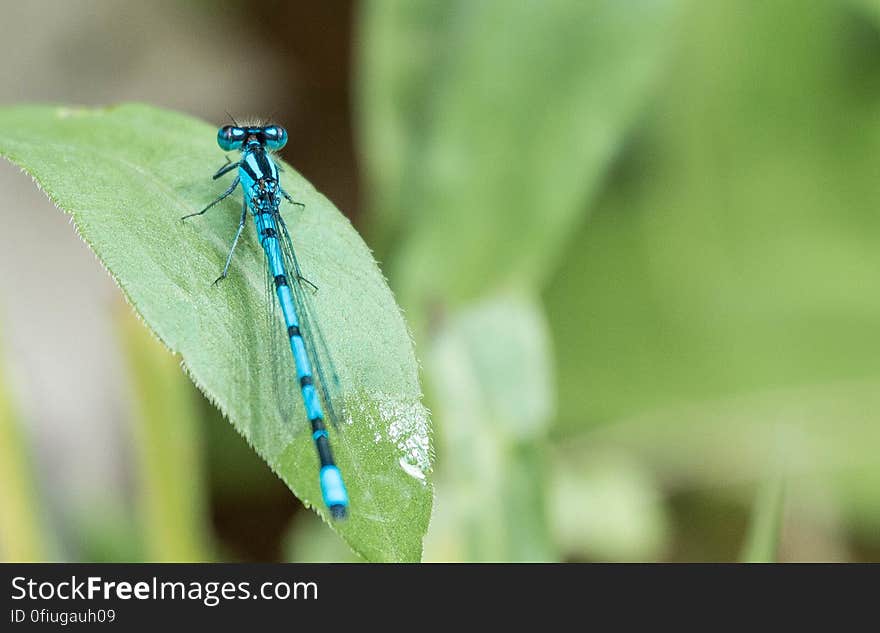 Back yard dragon shooting.