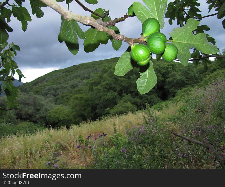 vijgenboom -- common fig -- Ficus carica. vijgenboom -- common fig -- Ficus carica