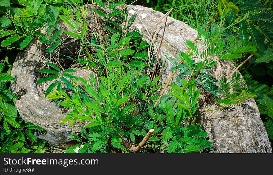 Relics reclaimed by vegetation. Qutub Shahi Tombs, June 2015. Relics reclaimed by vegetation. Qutub Shahi Tombs, June 2015