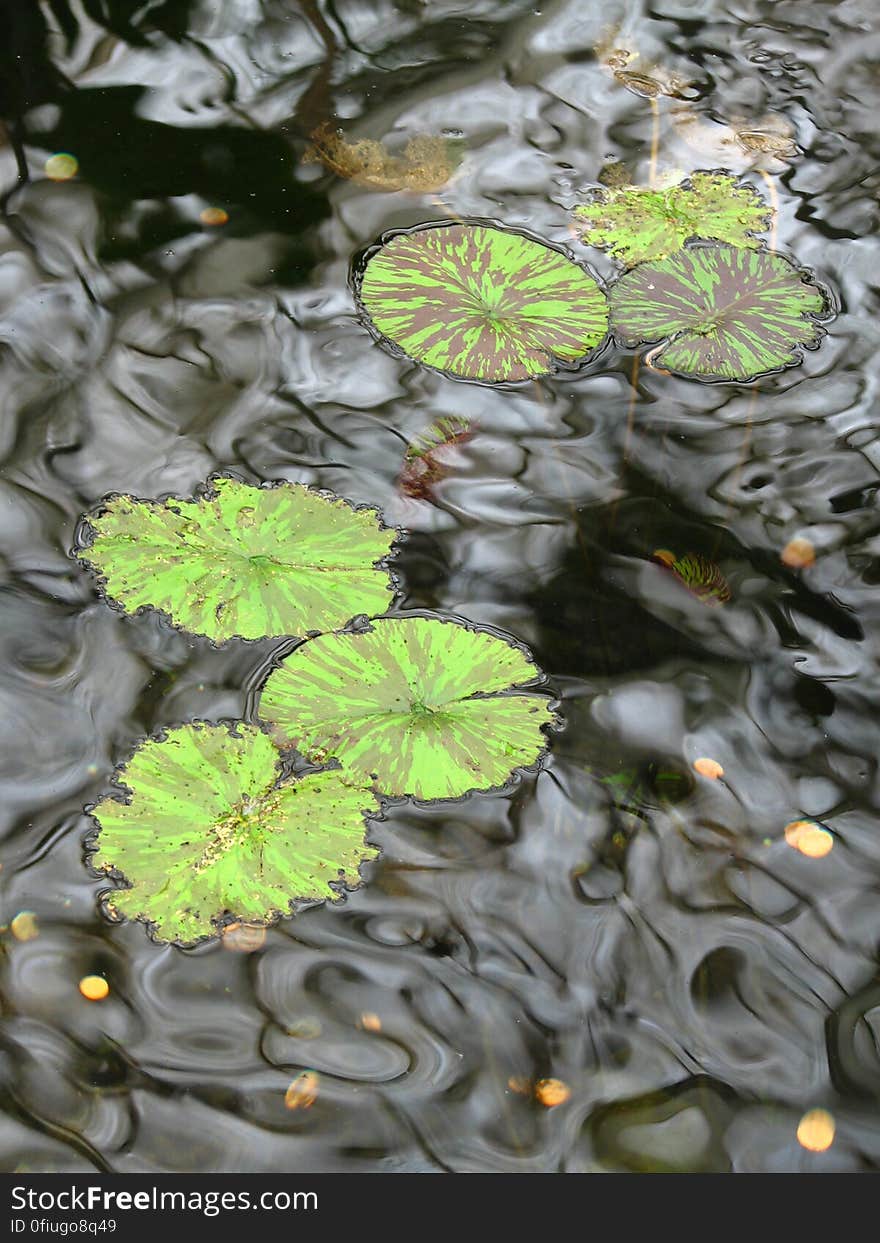 pond with waterlily leaves