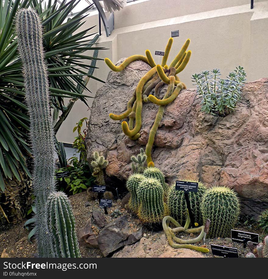 Cacti in Captivity