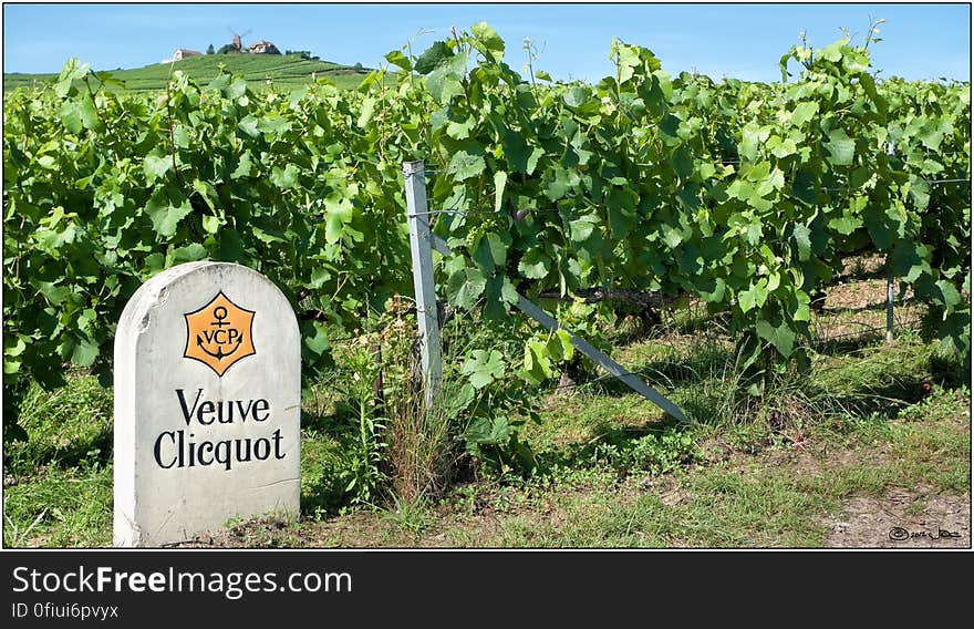 These are the vineyards of Veuve Clicquot in Verzenay, Champagne. Verzenay is designated Grand Cru, meaning it is some of the finest grape growing land in the world. These are the vineyards of Veuve Clicquot in Verzenay, Champagne. Verzenay is designated Grand Cru, meaning it is some of the finest grape growing land in the world.