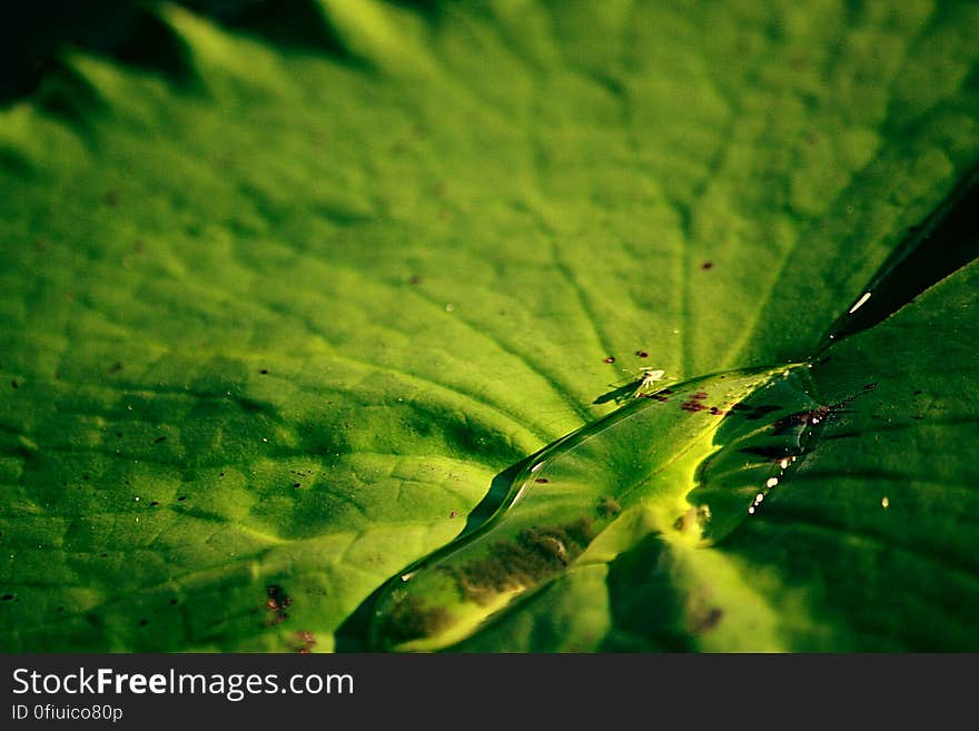 Water, leaf, water, bug