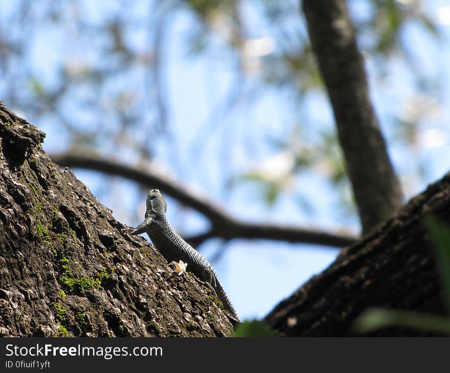 Dalmatische kielhagedis -- blue-throated keeled lizard -- Algyroides nigropunctatus. Dalmatische kielhagedis -- blue-throated keeled lizard -- Algyroides nigropunctatus