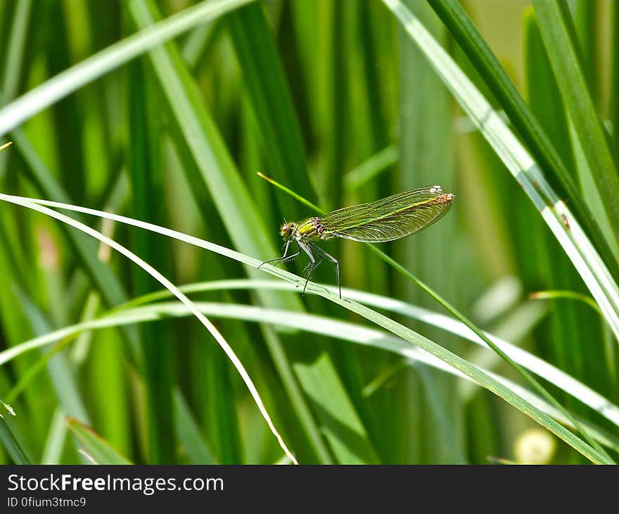 &#x28;Anax junius&#x29;. &#x28;Anax junius&#x29;